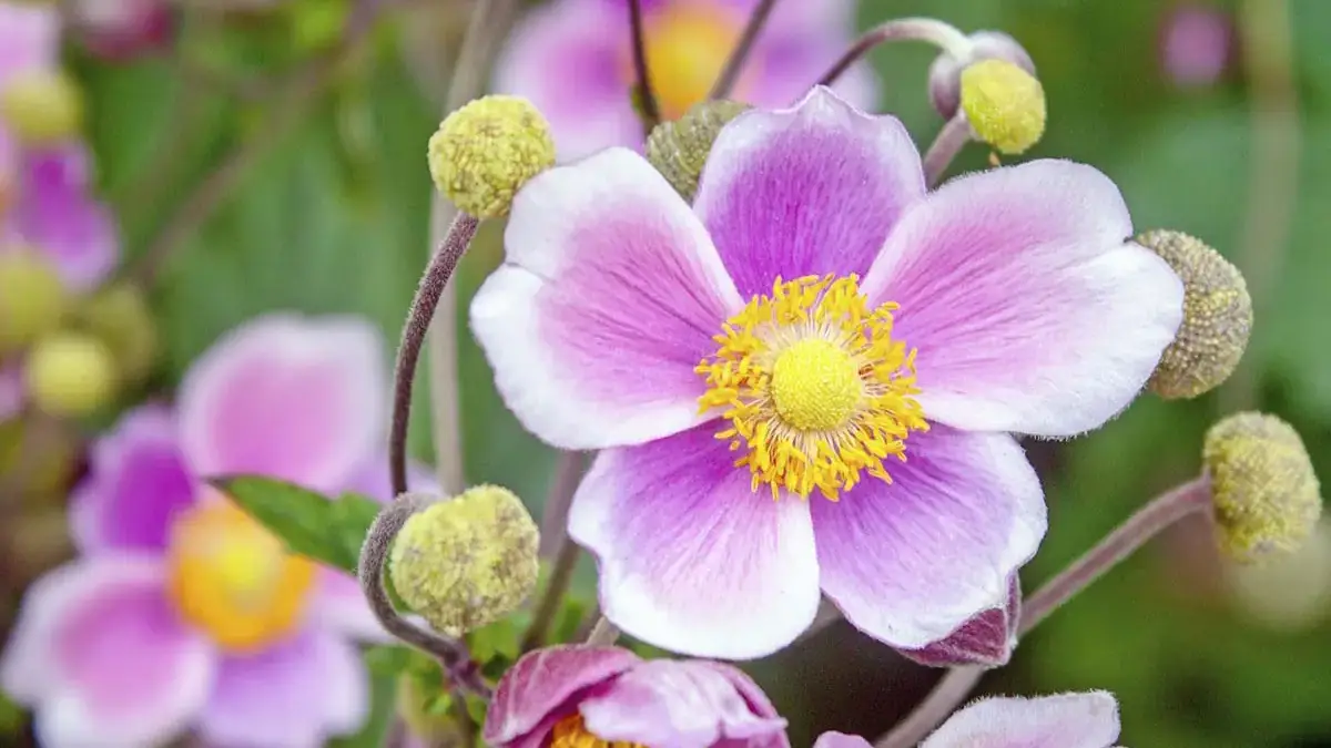 A variety of perennials from African daisies to yarrow