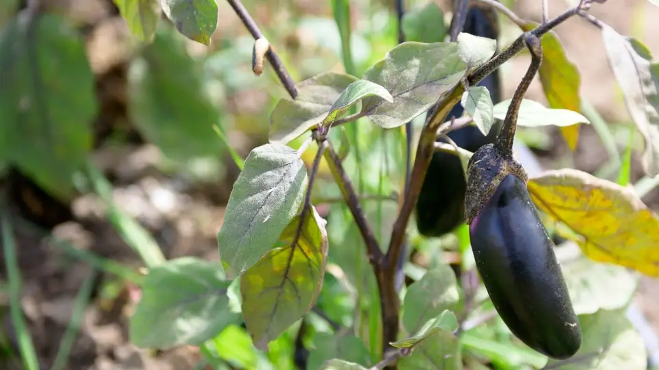 Students harvesting at the Soil Stewards Farm