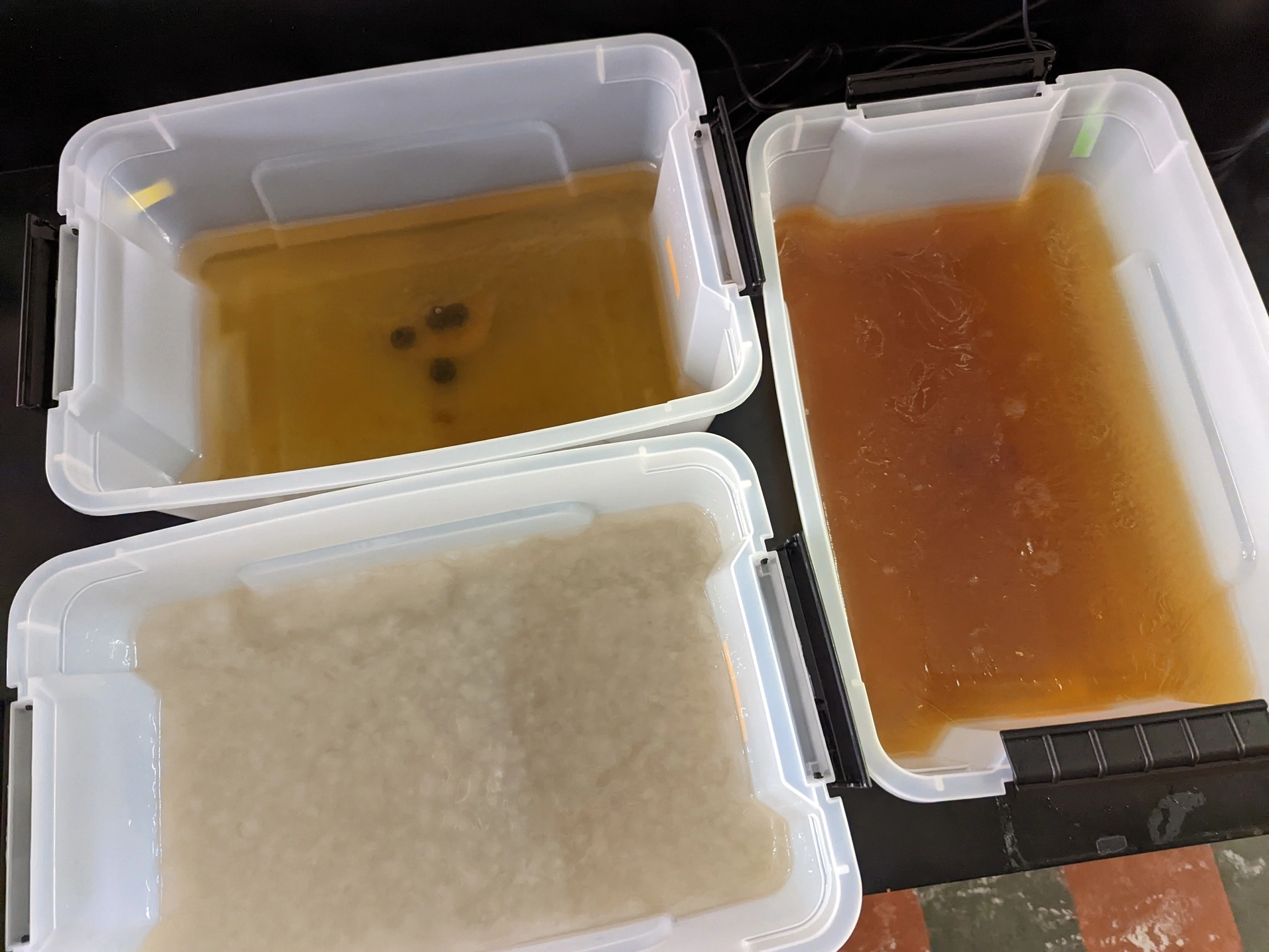 Three plastic bins of kombucha tea with SCOBY at the bottom