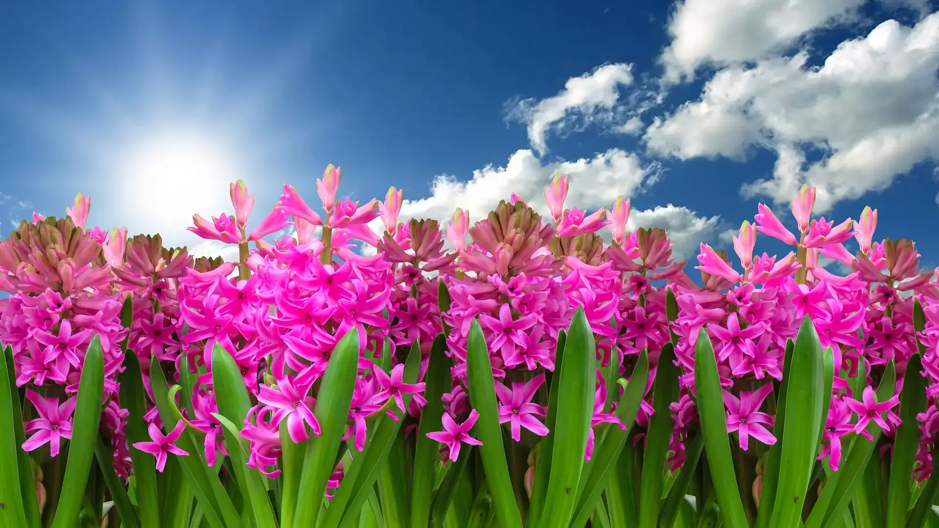 Landscapes and gardens