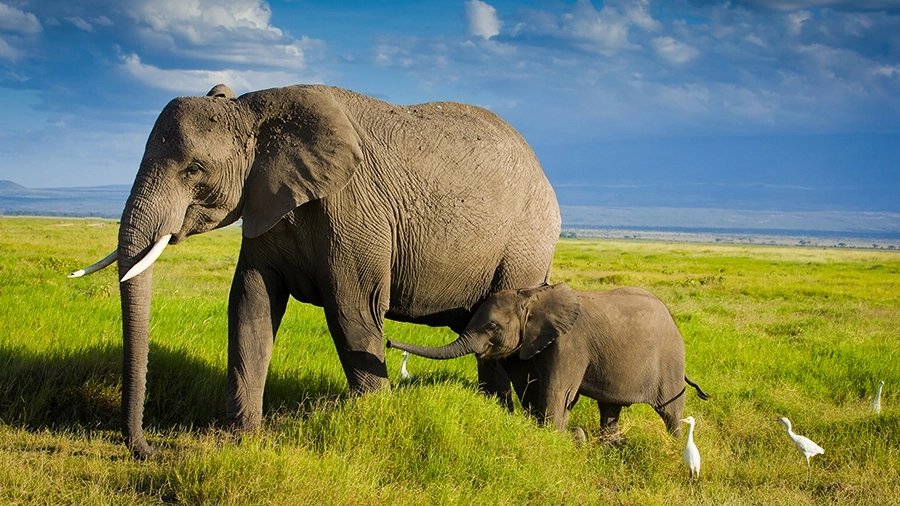 Elephant and calf migrating in grasslands of Amboseli
