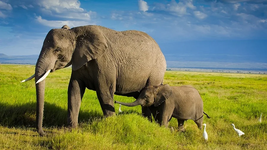 Elephant and calf migrating in grasslands of Amboseli