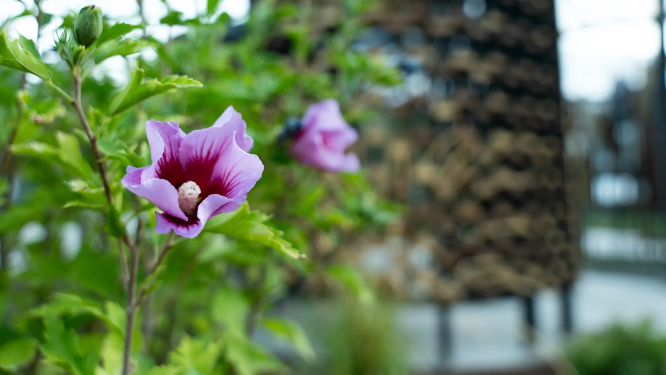 Construction of the Vandal Healing Garden on the University of Idaho Campus.