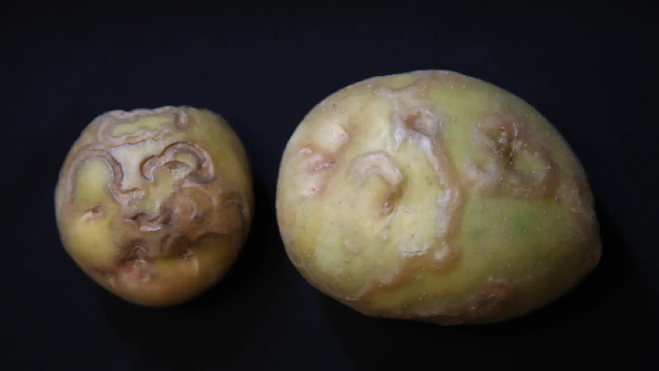 Symptoms of Potato Tuber Necrotic Ringspot Disease