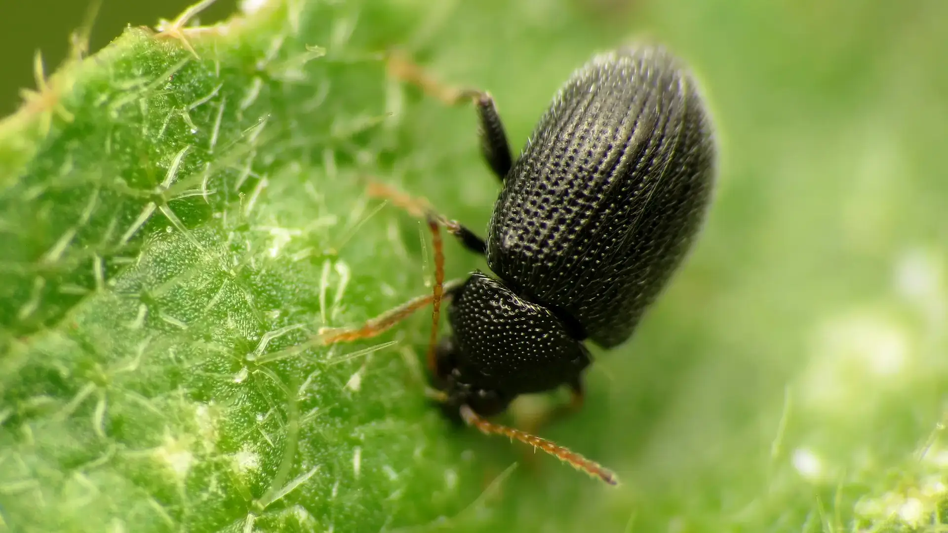 Integrated pest management photos and files