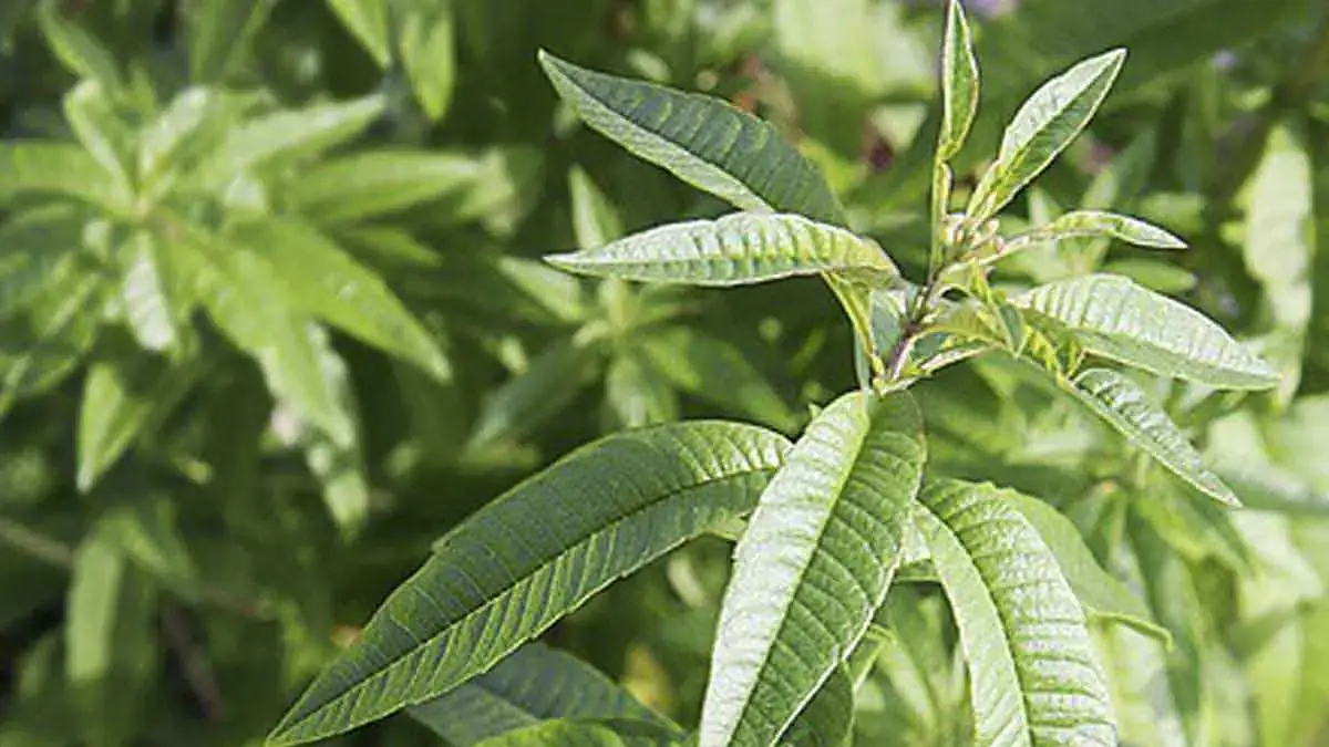 Landscapes and Gardens photos