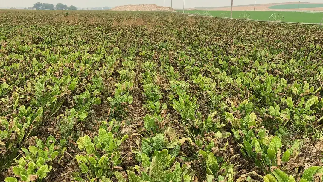 Cercospora infected sugar beet field.