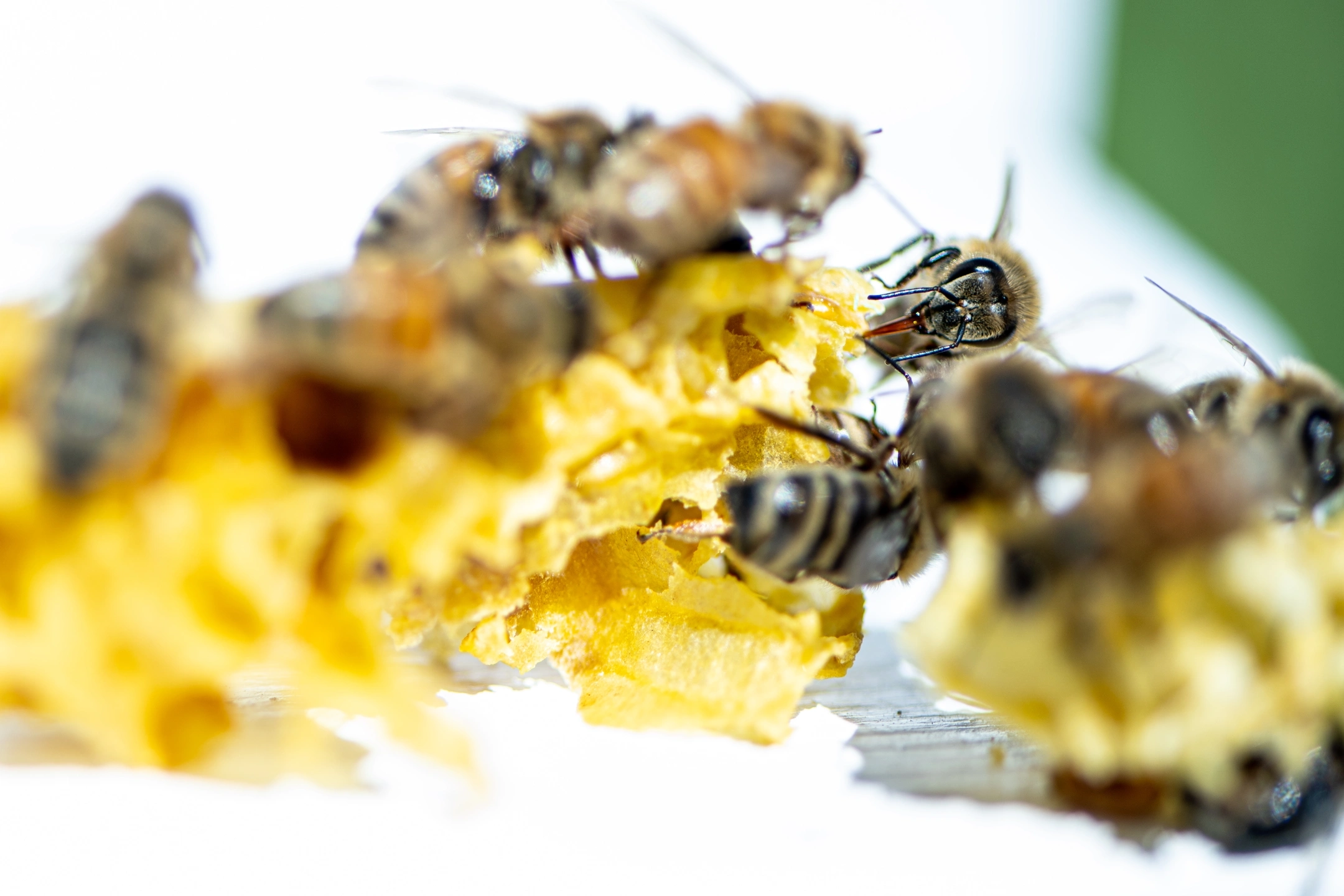 Keera Paull, a Spring 2022 graduate from Coeur d’Alene is a molecular biology student working in JT Van Leuven’s lab where she is looking for a cure for foulbrood, a bacterial disease that kills bees