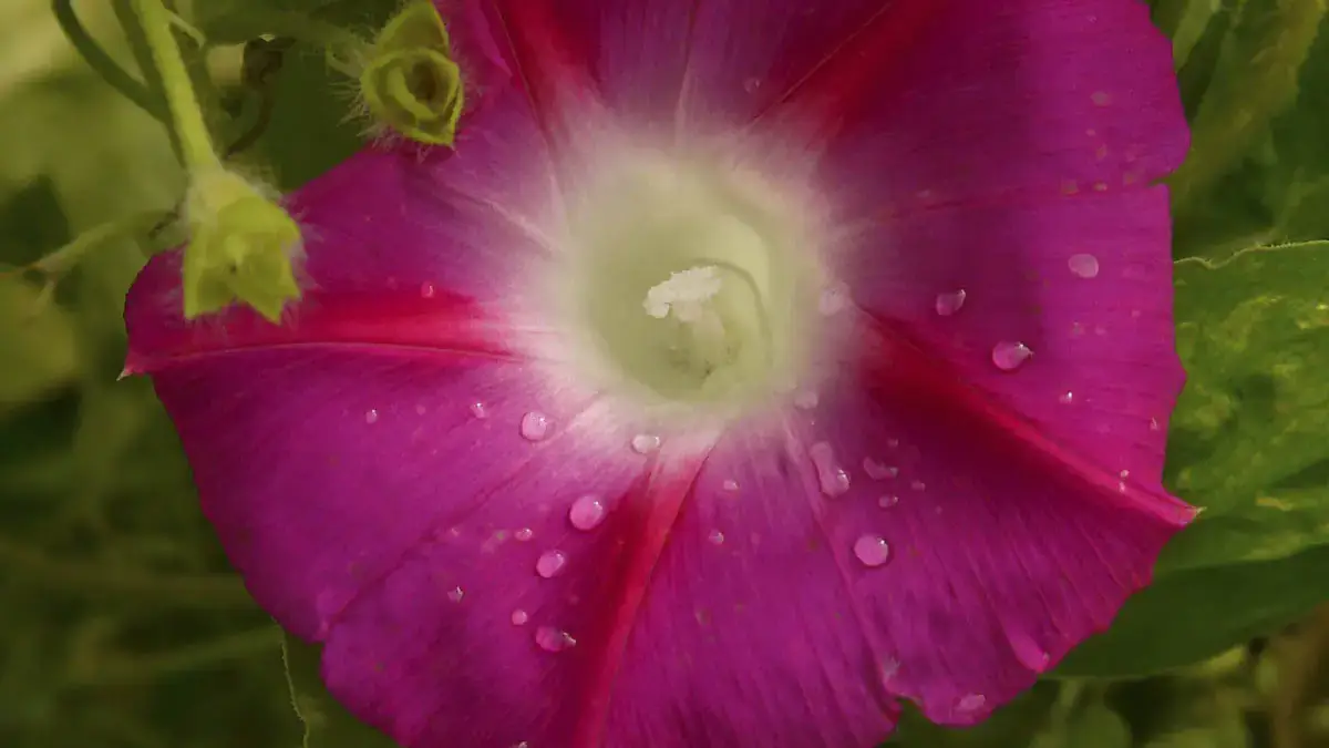 Herbaceous plants that are typically annuals