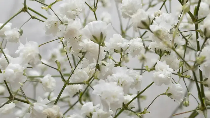 Baby's Breath 1200x1200-person-gallery peakpx.jpg