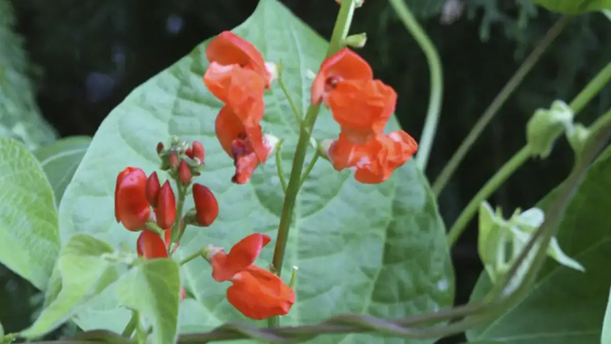 Herbaceous plants that are typically annuals