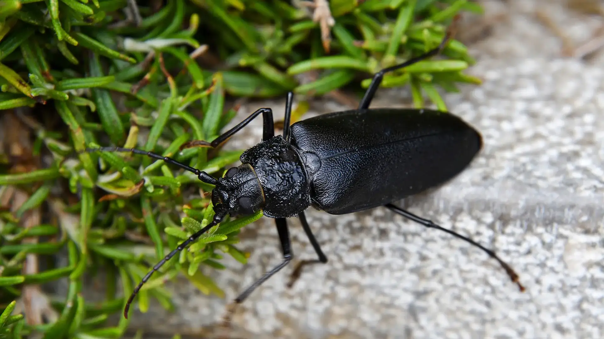 Beneficial and pest insects