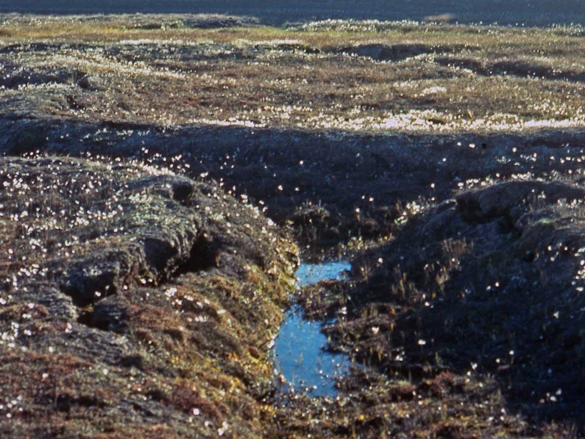 Polygonal cracks in the landscape