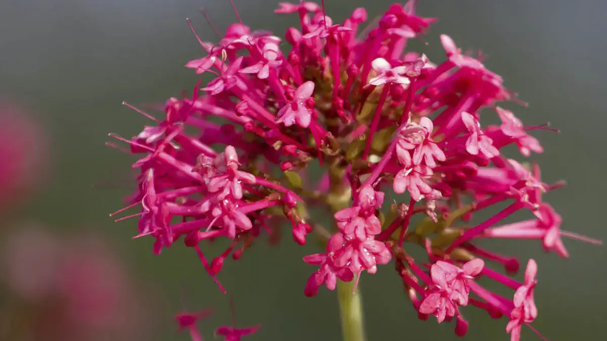 A variety of perennials from African daisies to yarrow