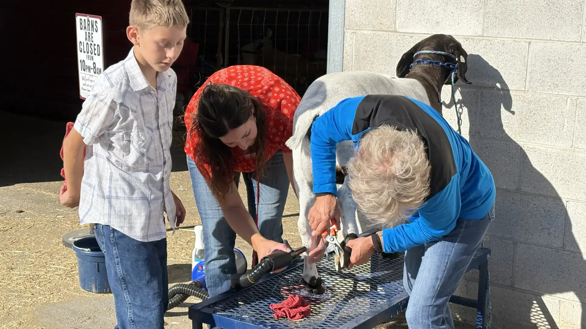 Three people work together to trim a goat's hooves outside, one holding the goat on a table and another using clippers.