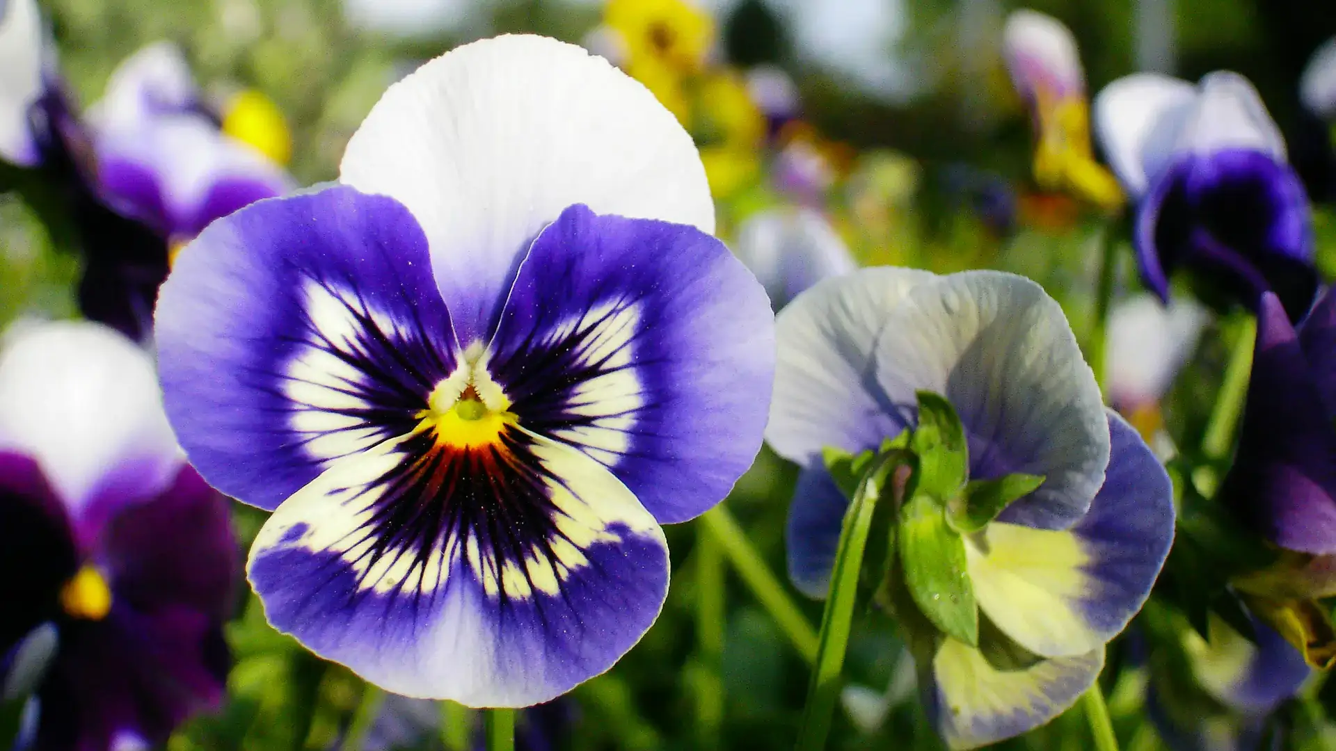 Herbaceous plants that are typically annuals