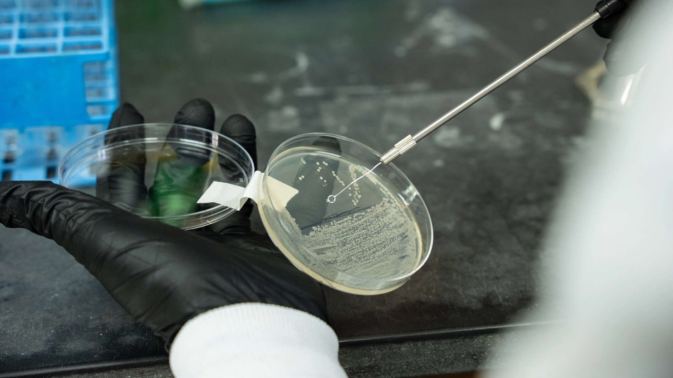 Petri Dishes with various infectious bacteria being injected