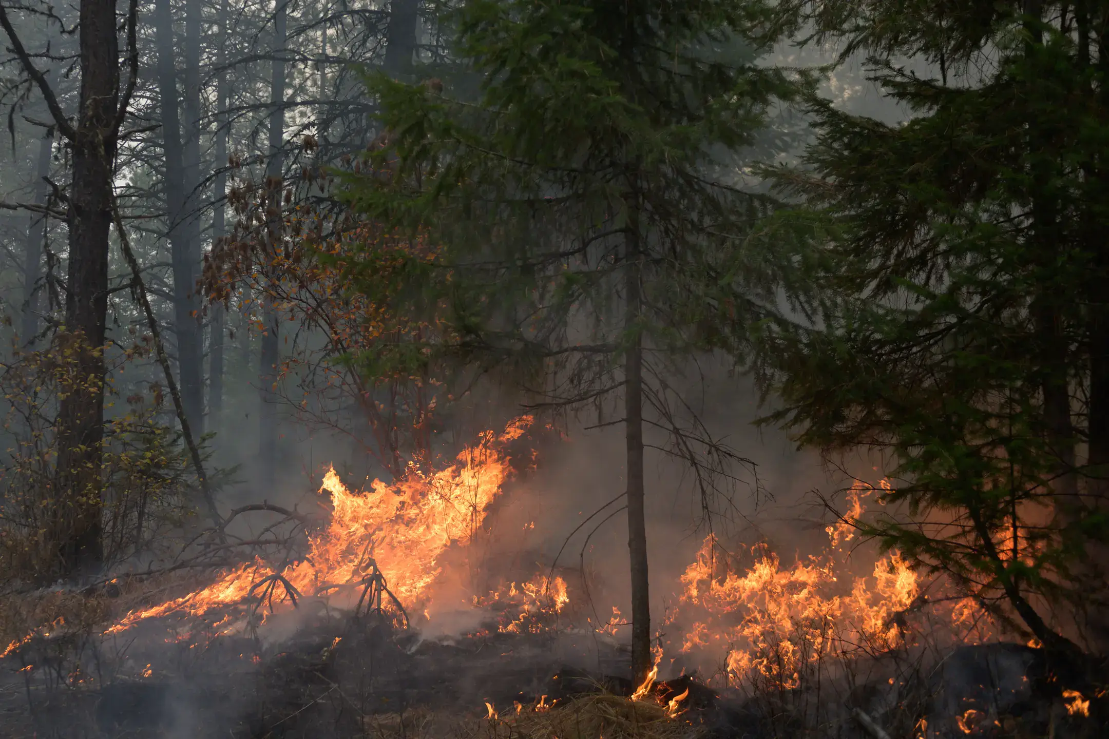 College of Natural Resources prescribed burn in the University of Idaho Experimental Forest
