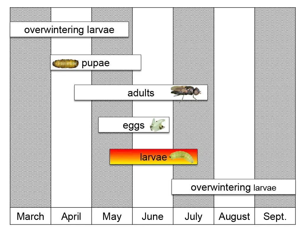 Lifecycle of sugar beet root maggot.