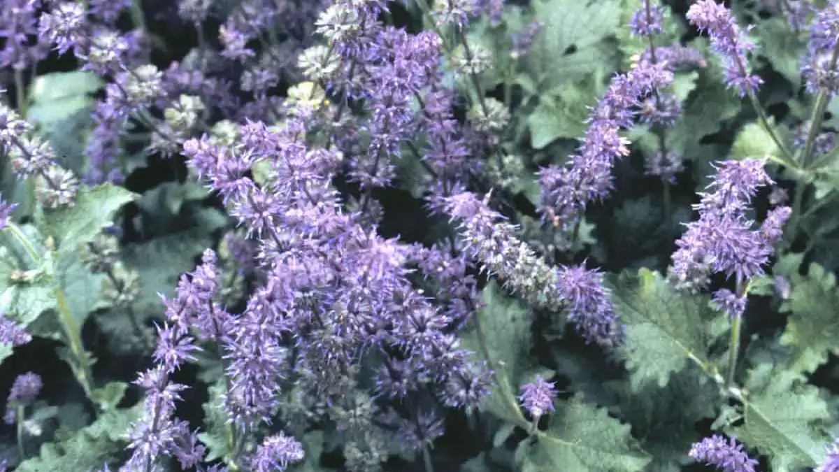 Herbaceous plants that are typically annuals