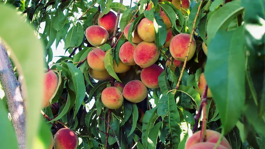 Landscapes and Gardens photos