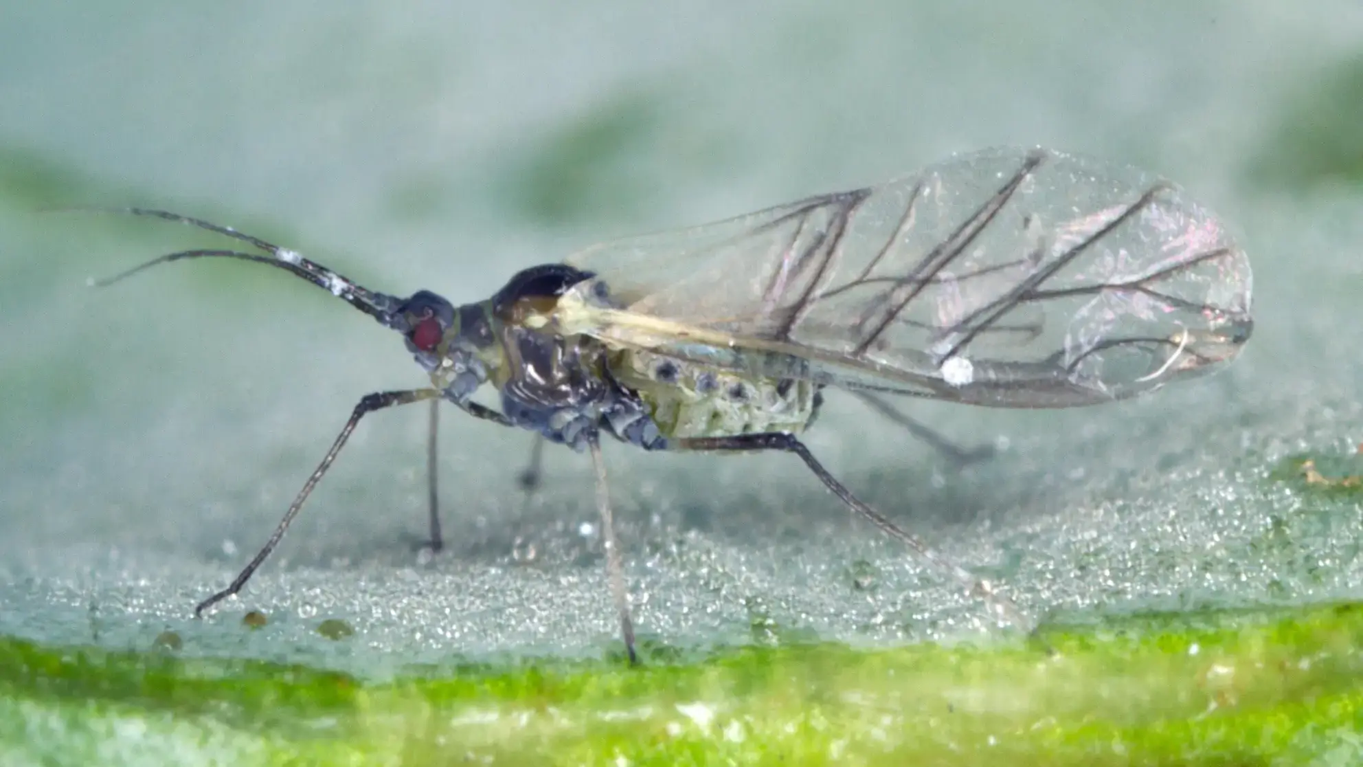 Cabbage Aphid (Brevicoryne brassicae) winged adult.