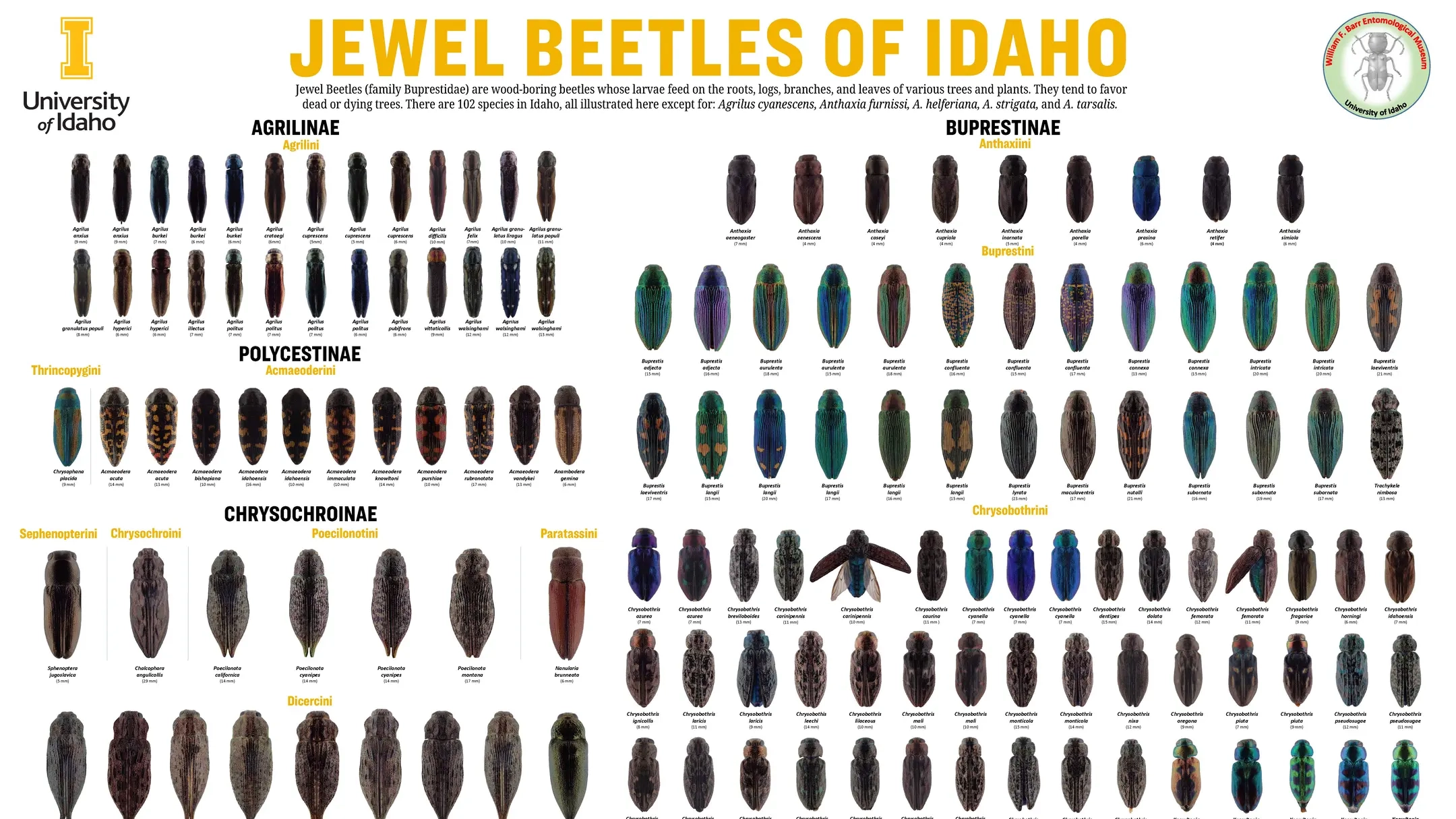 Posters of insects from the entomology museum
