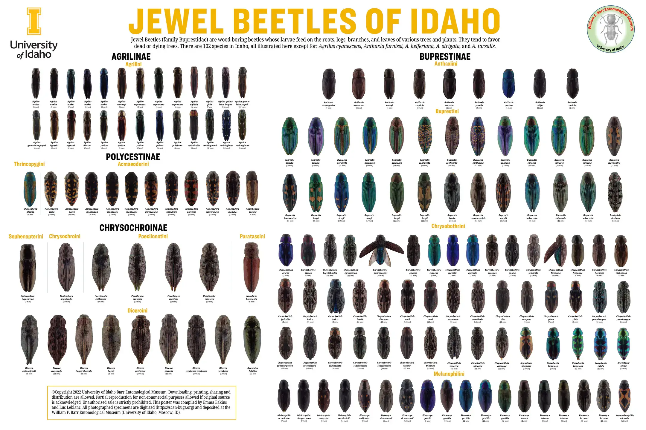 jewel-beetles-of-idaho-poster.jpg