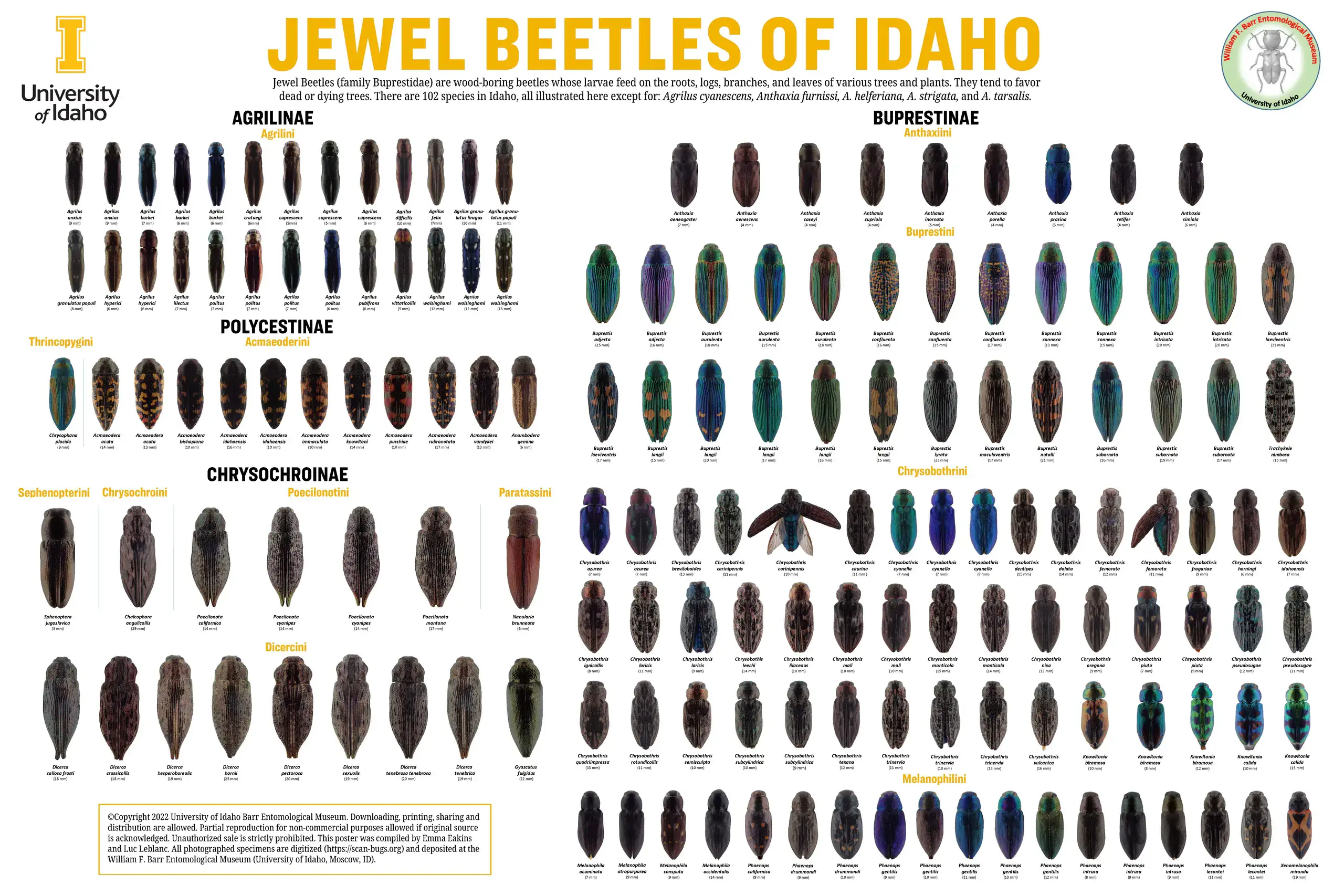 jewel-beetles-of-idaho-poster.jpg