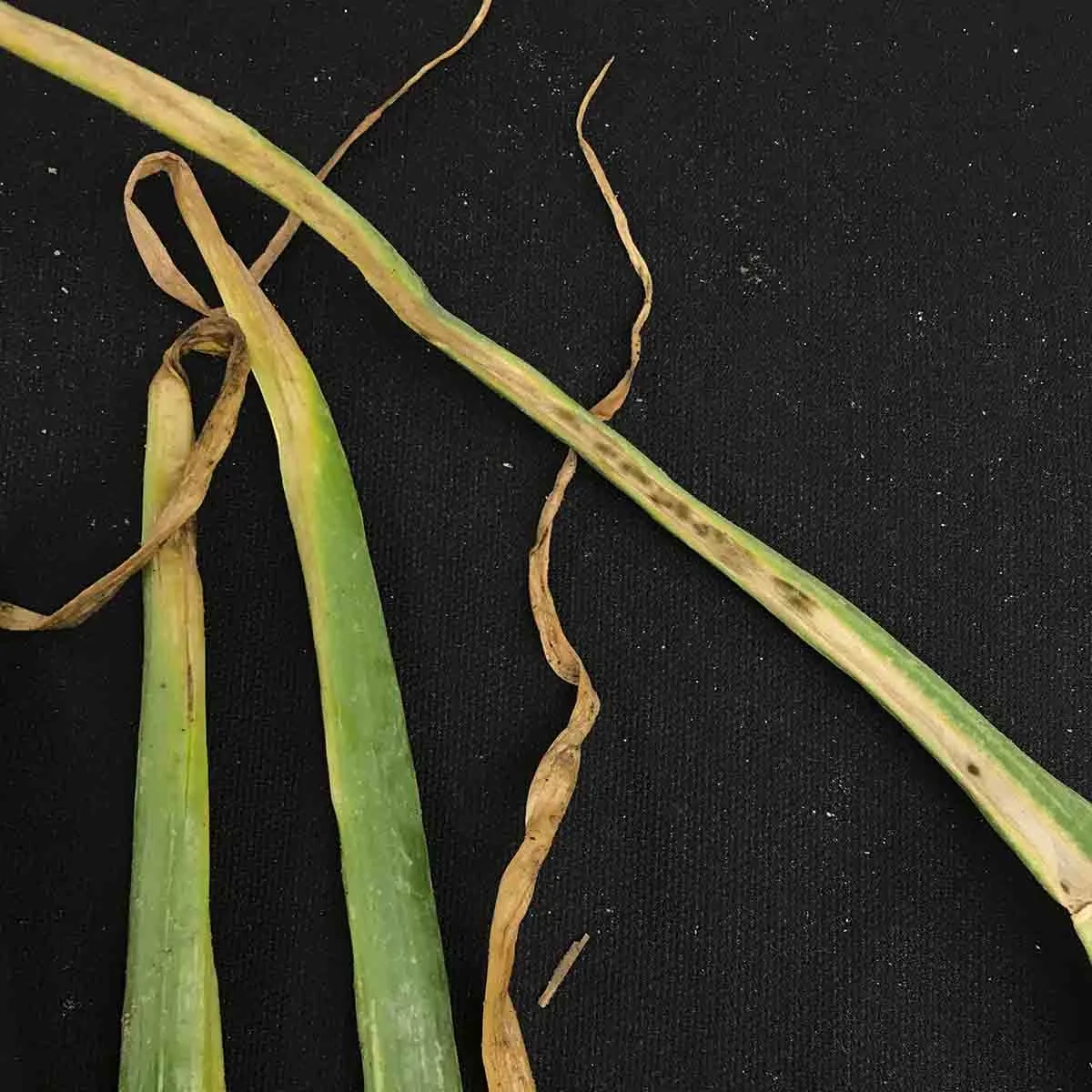 A variety of onion diseases photos