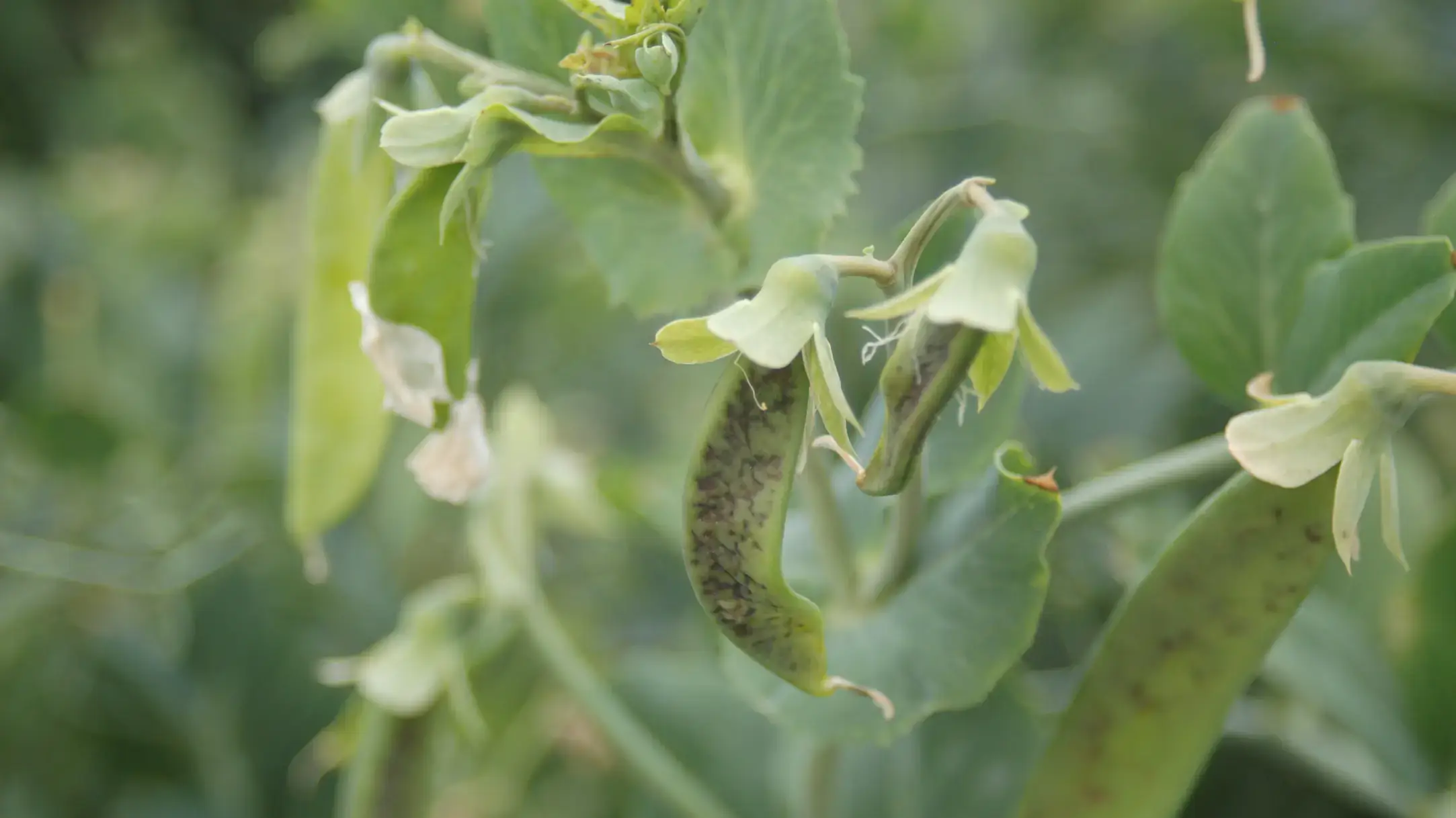 Pea streak symptomatic pods.