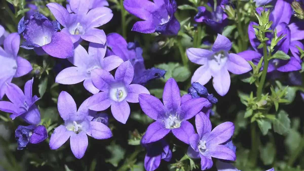 A variety of perennials from African daisies to yarrow