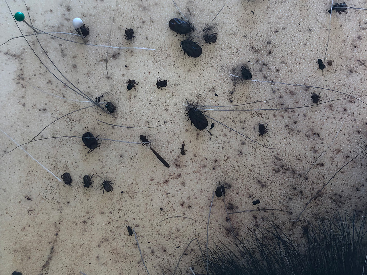 Dead winter ticks on the hide of a moose.