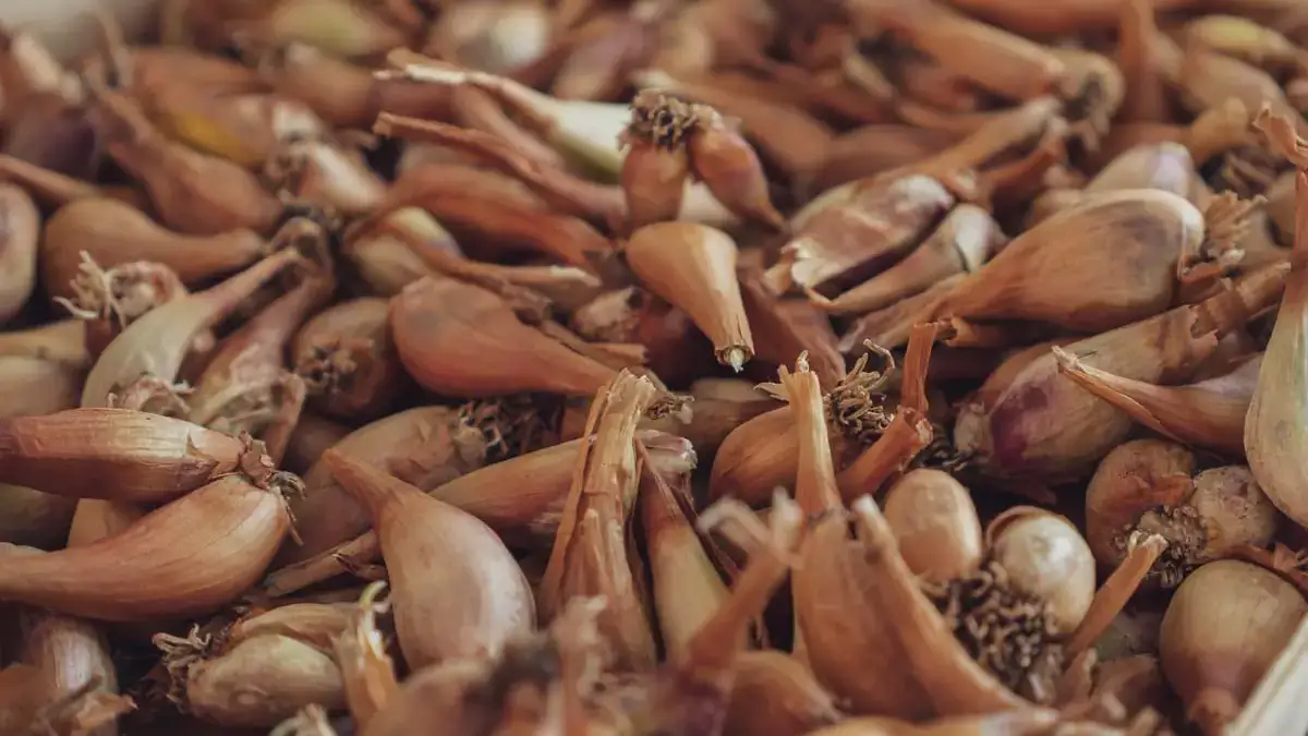 shallot-1200x1200.jpg
