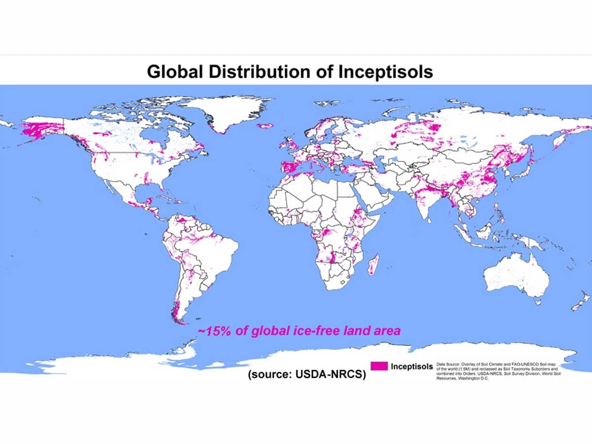 Inceptisols global distribution