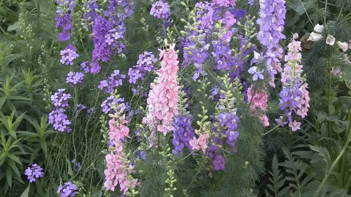 Herbaceous plants that are typically annuals