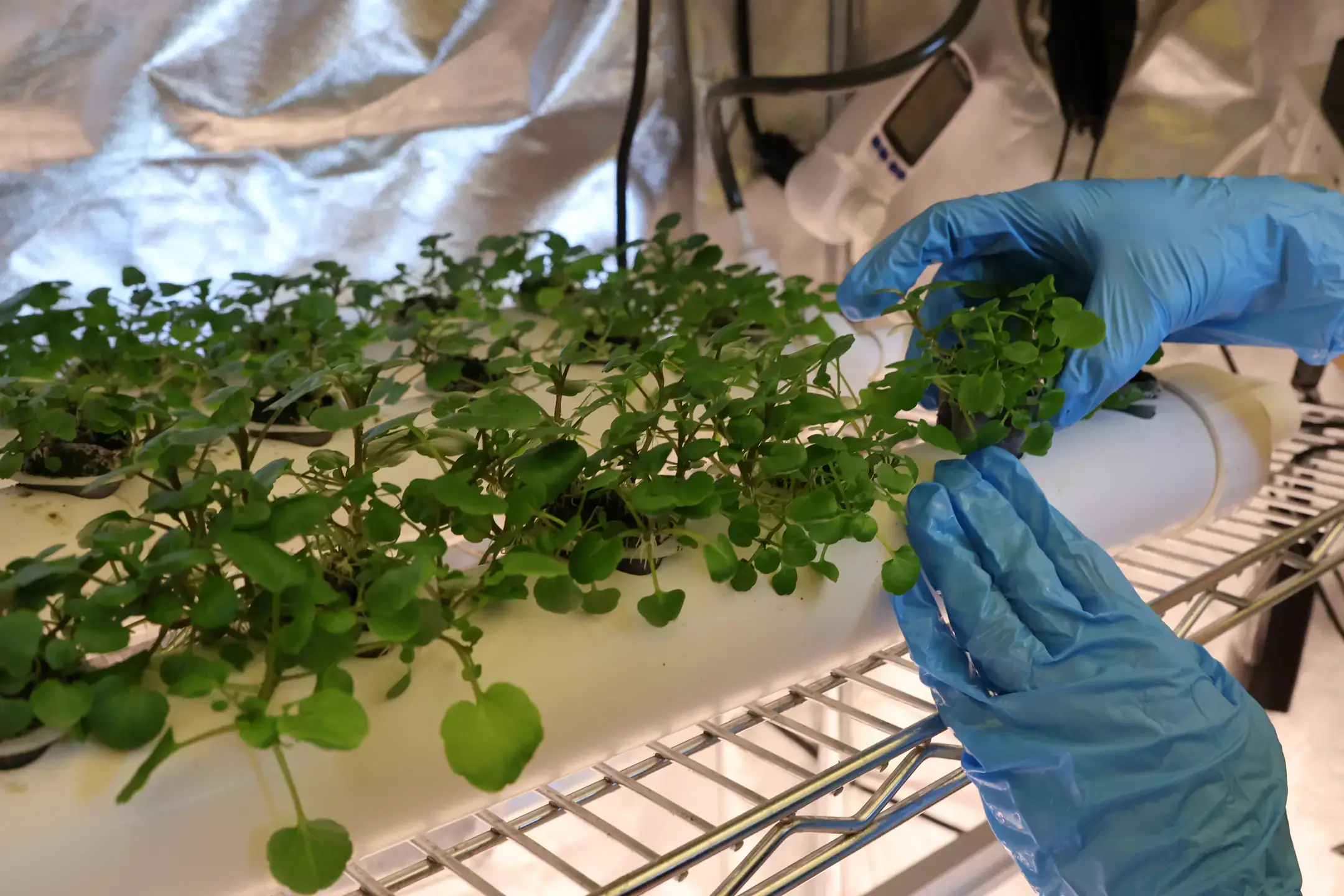 A person wearing blue gloves tends to small green plants in an indoor hydroponic farming system with light equipment visible.