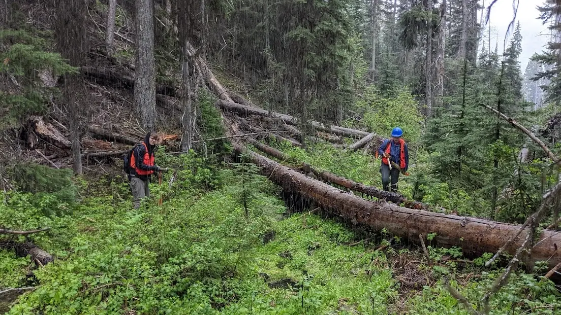 Two people walk through a forest meadow.