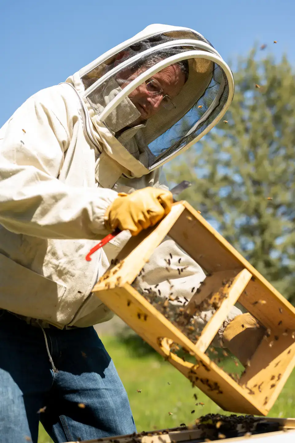 Keera Paull, a Spring 2022 graduate from Coeur d’Alene is a molecular biology student working in JT Van Leuven’s lab where she is looking for a cure for foulbrood, a bacterial disease that kills bees