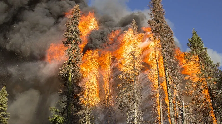 A grove of trees burns.