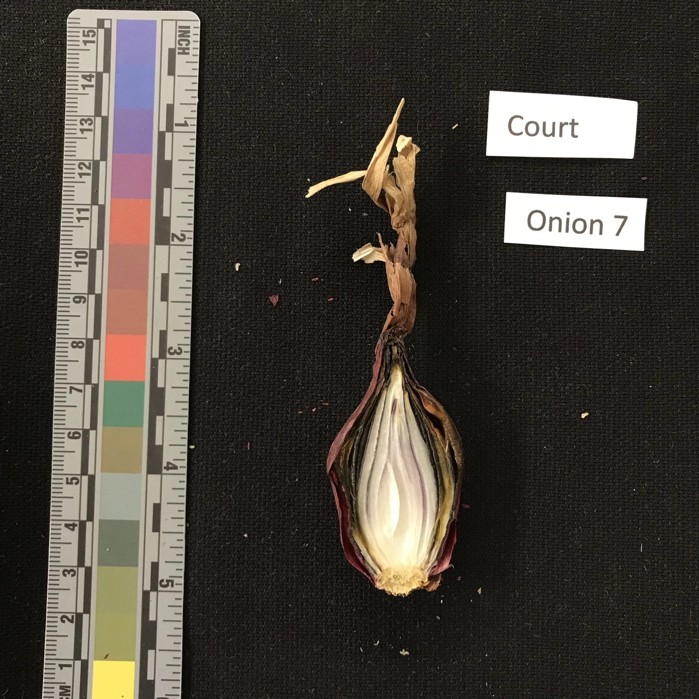 A variety of onion diseases photos