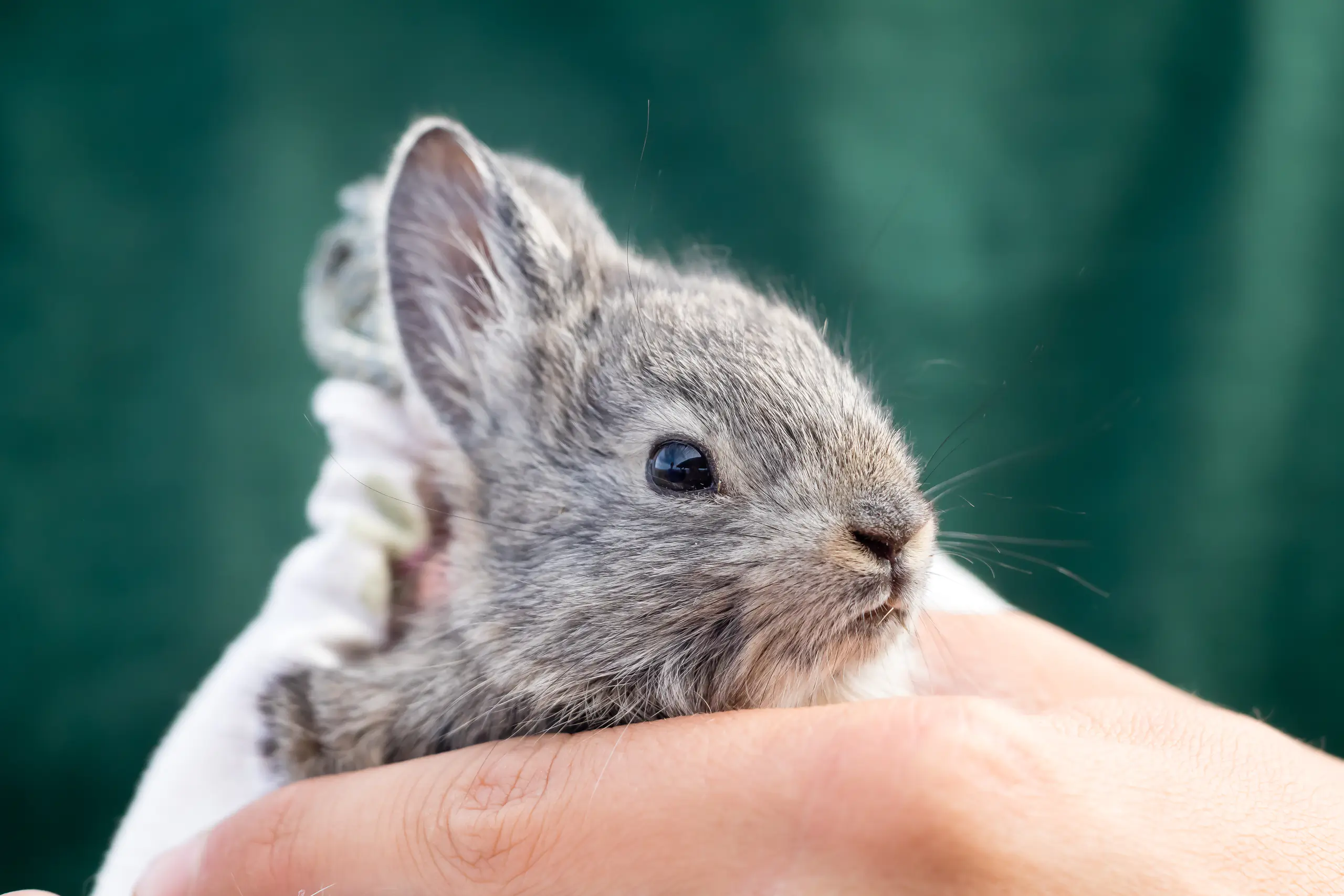 Pygmy rabbit.