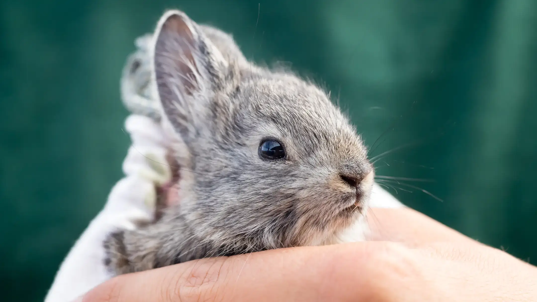Pygmy rabbit.