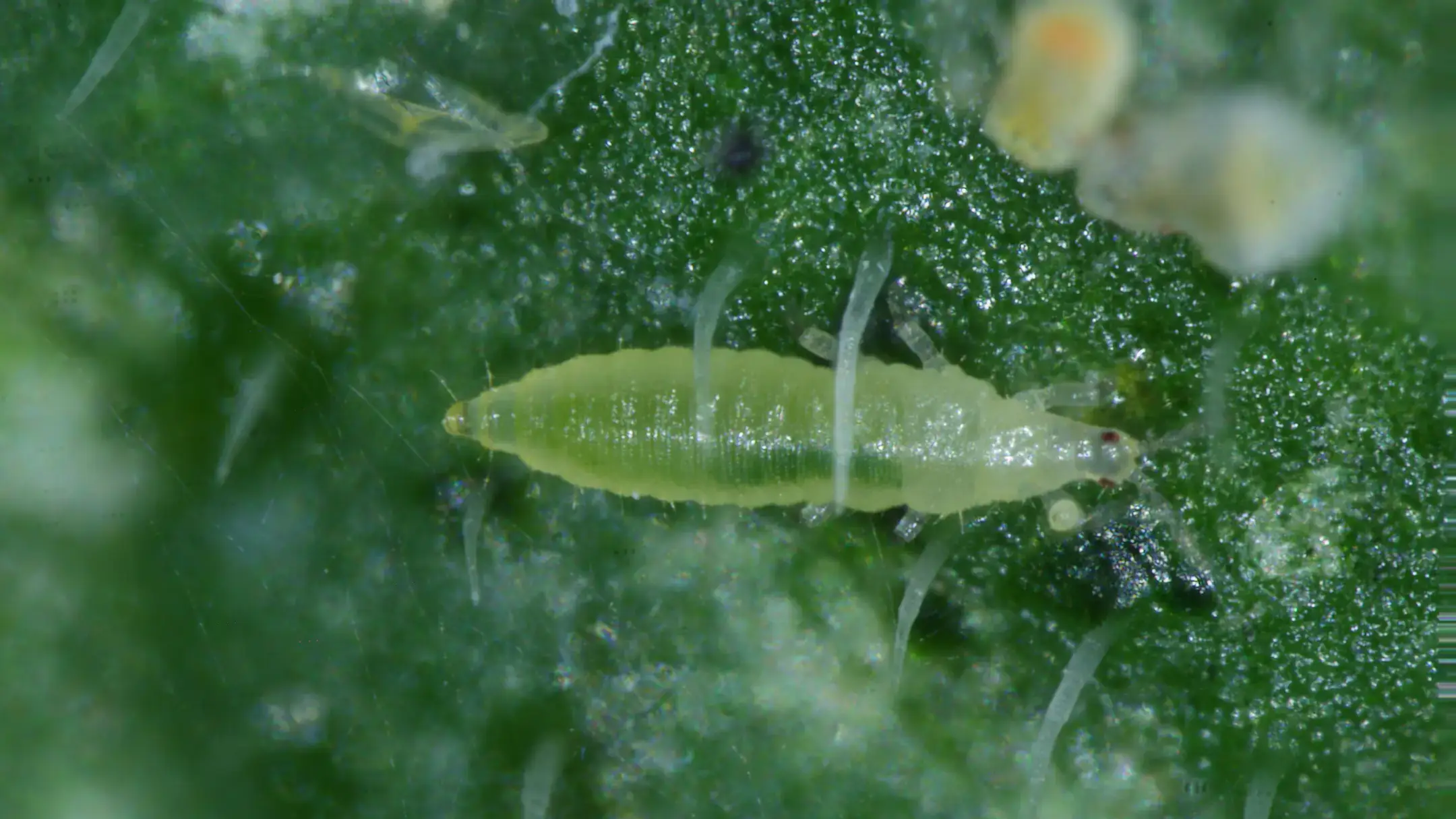 Immature thrips.