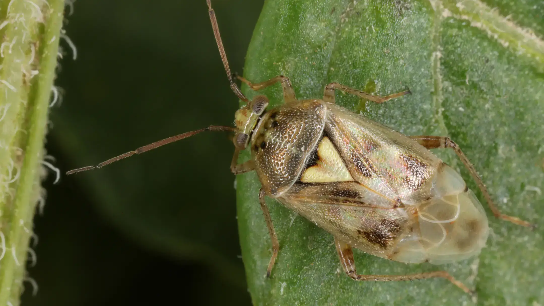 Integrated pest management photos and files