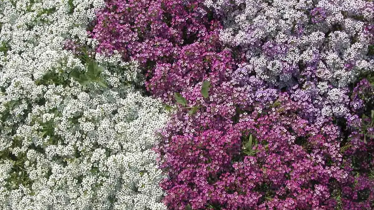 Herbaceous plants that are typically annuals