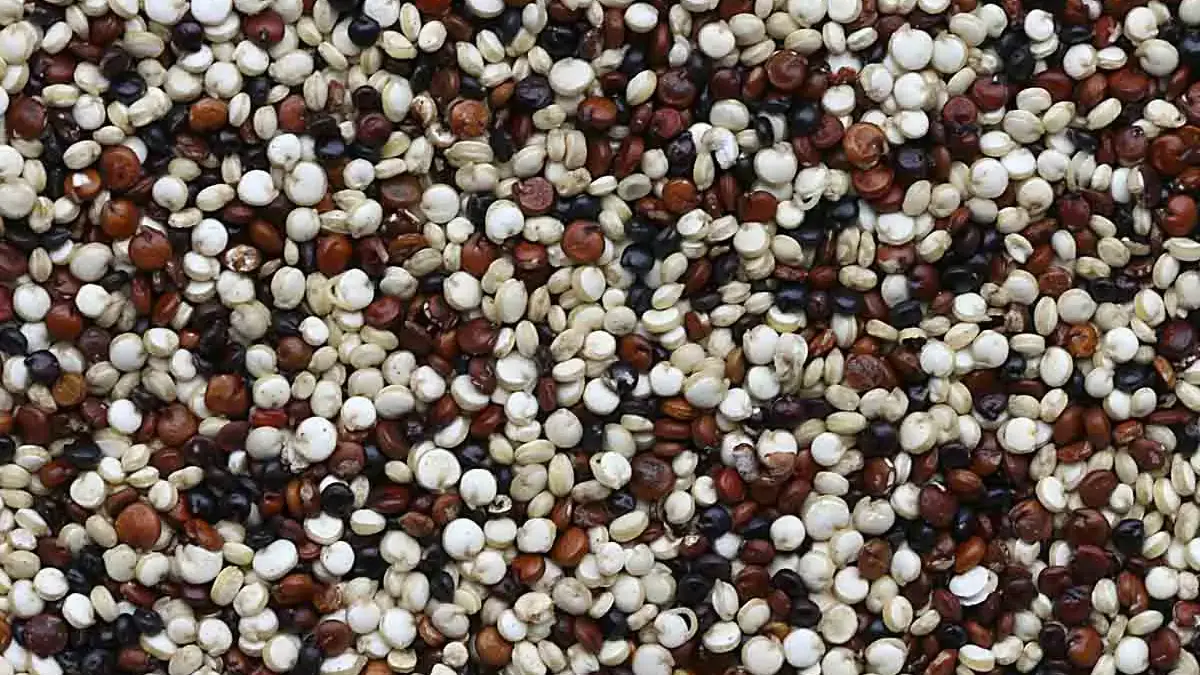 quinoa 1200x1200.jpg