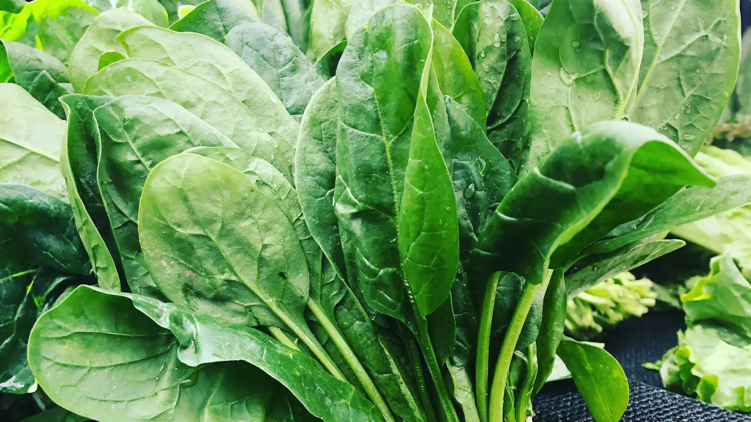 Spinach 1200x1200.jpg