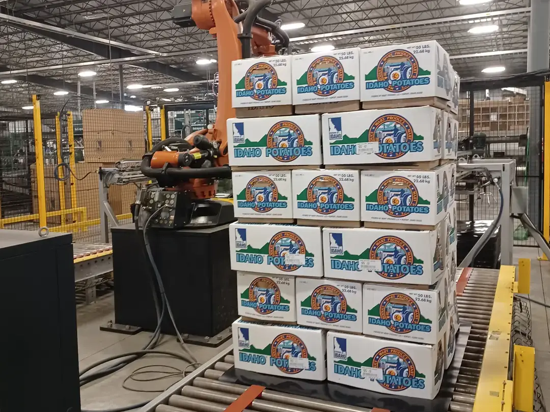 Fresh packed potatoes in boxes on conveyer..