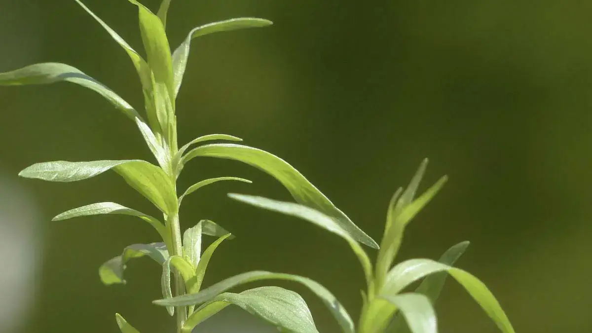 Landscapes and Gardens photos